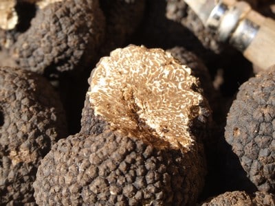 Il Tartufo Uncinato - Tartufo - Guide, ricette, informazioni sul mondo dei  tartufi.